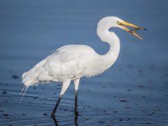 Gordon Mills-Great Egret feeding-Third.jpg